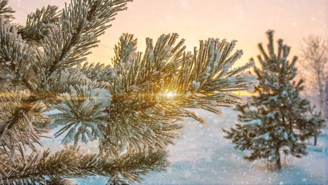 Beautiful winter landscape with snowfall, pine branches covered with frost, cinemagraph, video loop