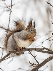 The squirrel with nut sits on tree in the winter or late autumn