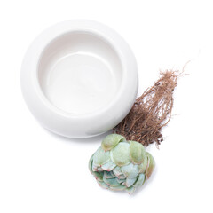 Echeveria Succulent rooted cutting Plant with roots and flowering pot Isolated on White Background