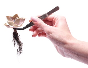 Woman holding Echeveria Succulent rooted cutting Plant with tweezers