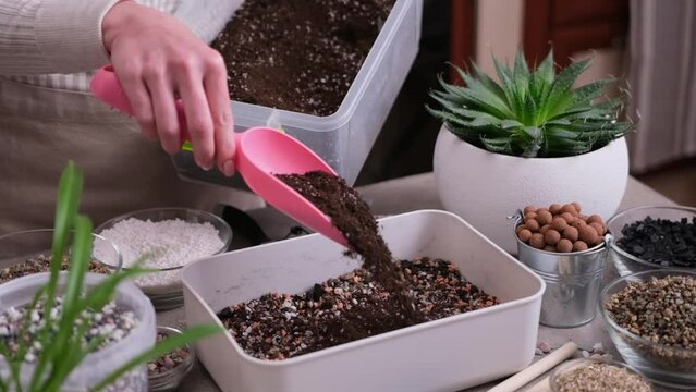 Home Gardening and plant transplantation - Woman pour soil box with garden scoop for substrate preparation