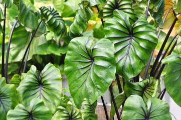 green leaves pharaoh mask elephant ear or colocasia pharaoh mask,Araceae on natural background 
