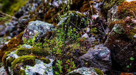 moss on the rock