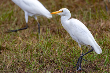 Cattle Egret (Bubulcus ibis) in a field hunting insects.
