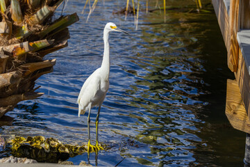 Snowy Egret (egretta thula) resting at the water's edge, on a rock covered in oyster shells and framed by a palm tree and dock.
