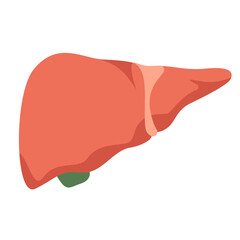 Human liver. Cartoon organ. Vector illustration