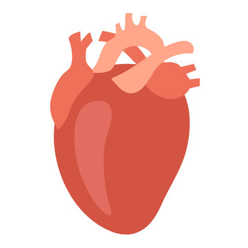 Human heart. Cartoon organ. Vector illustration