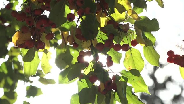 Close-up of wild apple tree branch with wild small apples and green leaves opposite the sun when summer or new autumn without wind