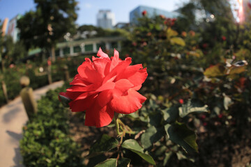 Fototapeta na wymiar Ranunculus rose flowers close-up background 22 April 2012