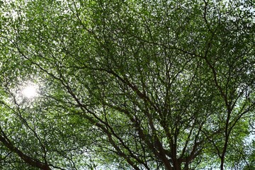 Bottom View of Trees in the Park Background with Sun LIght.