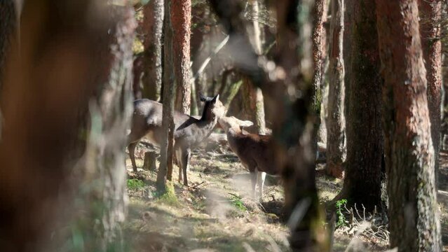 毛繕いする二頭の野生シカ