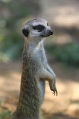 Cute meerkat ( Suricata suricatta ) standing on the sand
