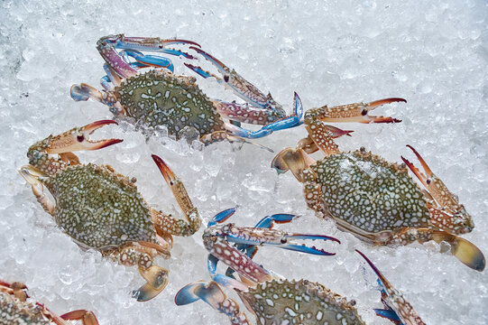 Colorful blue crabs on the ice in the market
