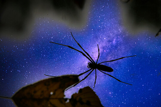 夜空を背景に、黄色い落ち葉が絡んだクモの巣で、獲物を待ち構えているジョロウグモ