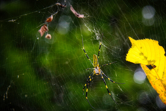 黄色い落ち葉が絡んだクモの巣で、獲物を待ち構えているジョロウグモ