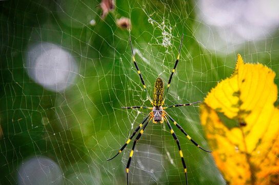 女郎蜘蛛 の画像 664 件の Stock 写真 ベクターおよびビデオ Adobe Stock 女郎蜘蛛 の画像 664 件の Stock 写真 ベクターおよびビデオ Adobe Stock