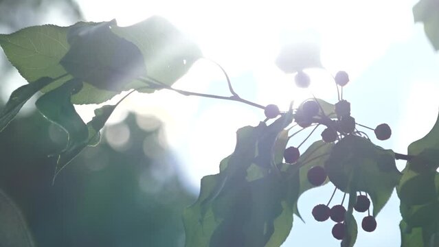 Close-up of wild apple tree branch with wild small apples and leaves opposite the sunlight when summer and windy. Other tree on background also