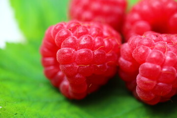 Malina Rubus idaeus Glen Ample bezkolcowa © Perovskia