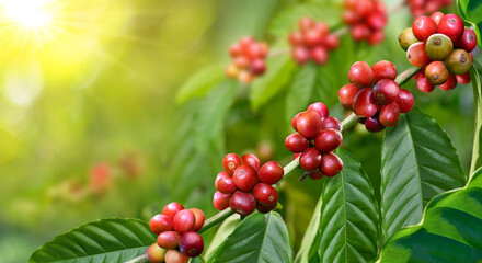 Coffee beans on tree with sunrise background.