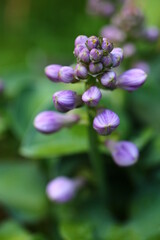 funkia Blue Mouse Ears Hosta