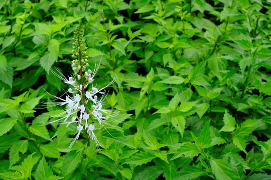 White Orthosiphon Aristatus Flower in the Park.