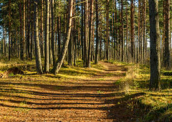 Road in a pine forest in the Leningrad region in autumn.