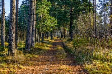 Obraz premium Road in a pine forest in the Leningrad region in autumn.