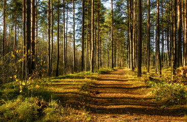 Road in a pine forest in the Leningrad region in autumn.