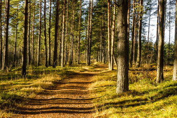 Road in a pine forest in the Leningrad region in autumn.