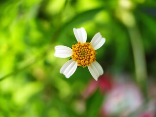 white flowers on a blurred background