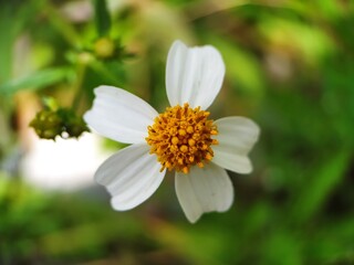 white flower with blurred background