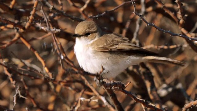 Marico flycatcher, or Bradornis mariquensis, in Kgalagadi Transfrontier Park, South Africa