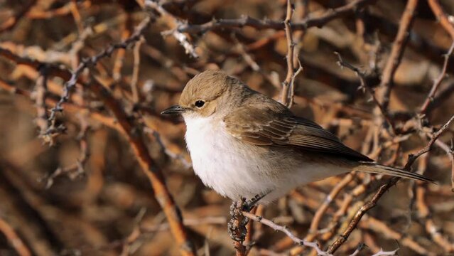 Marico flycatcher, or Bradornis mariquensis, in Kgalagadi Transfrontier Park, South Africa