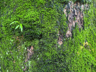 苔が生えた木の幹