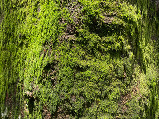 苔が生えた木の幹