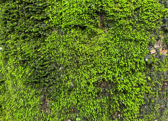 苔が生えた木の幹