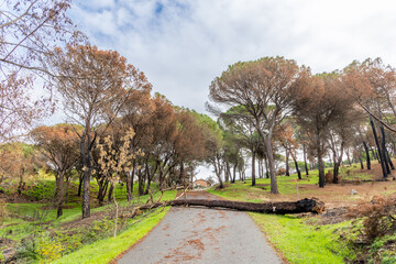 burned landscape, after recent fires, in the town of Hoyo de Pinares in the province of Avila, Spain