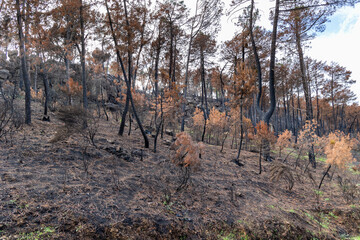 burned landscape, after recent fires, in the town of Hoyo de Pinares in the province of Avila, Spain