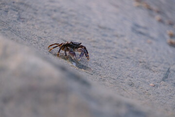 京都府京丹後市　八丁浜のカニ　２０２２年