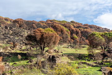 burned landscape, after recent fires, in the town of Hoyo de Pinares in the province of Avila, Spain
