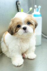 Grooming dog and cat for hygiene and clean by professional and tool, equipment at modern and shampoo skin care . dog happiness by hairstyle at modern. dog will have happiness by spa relax.