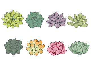Cactus and juicy set in doodle style. Top view. Various green house cacti collection in flat design. Editable vector illustration on white background. 