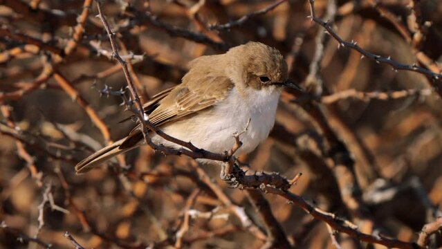 Marico flycatcher, or Bradornis mariquensis, in Kgalagadi Transfrontier Park, South Africa