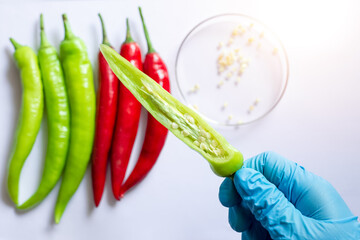 Closeup of the scientist' hand shows the inside of green chili to check disease and plant fertility...