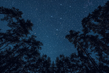Fototapeta na wymiar a Night sky in a pine forest at Christmas day