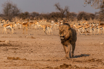 Lion with impalas in Nxai pan Botswana