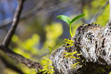 自然の森の中で発芽する植物　エコイメージ