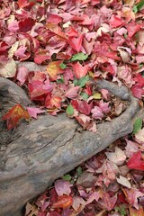 Sendai City, Miyagi Prefecture, Japan. Fallen leaves on the sidewalk in autumn.