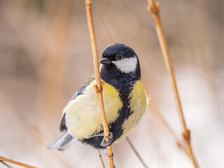 Cute bird Great tit, songbird sitting on a branch without leaves in the autumn or winter.