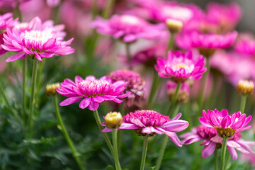 Fototapeta premium Lit de fleurs